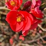 Chaenomeles lagenaria