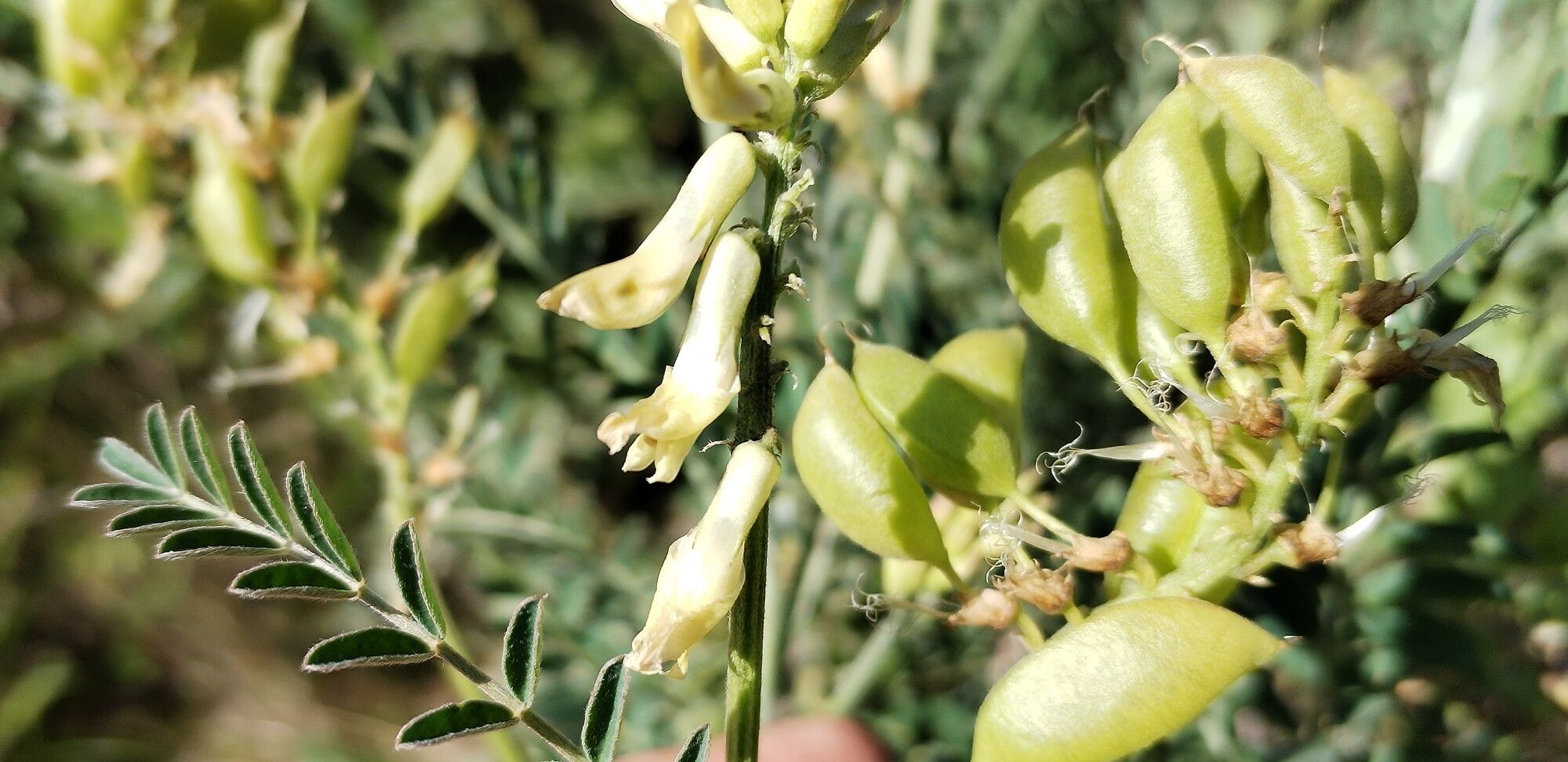 Astragalus trichopodus flower