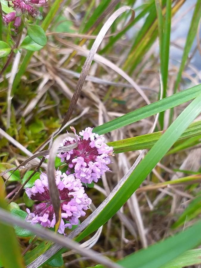 Thymus pulegioides flower