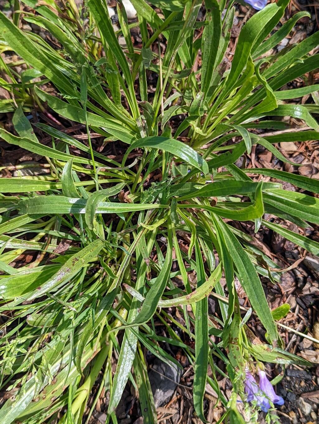 Penstemon scariosus — search result for 'Penstemon'