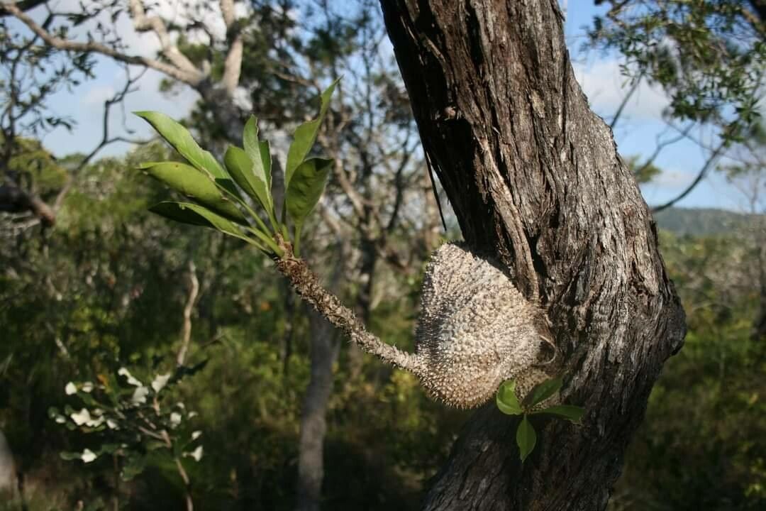 Myrmecodia tuberosa leaf