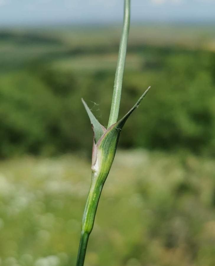 Dianthus andrzejowskianus