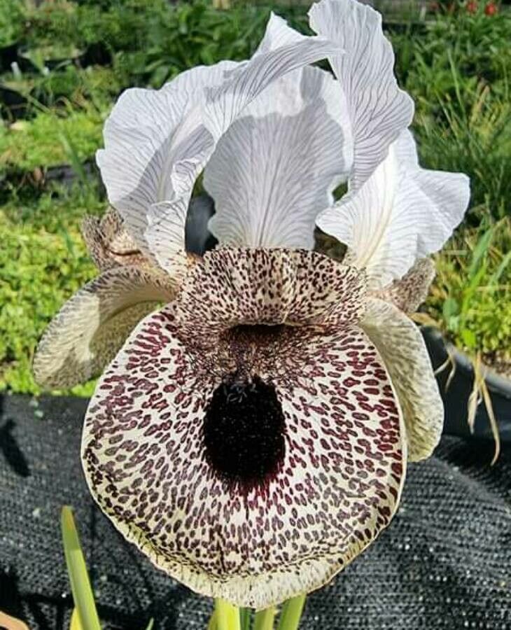 Iris bismarckiana flower