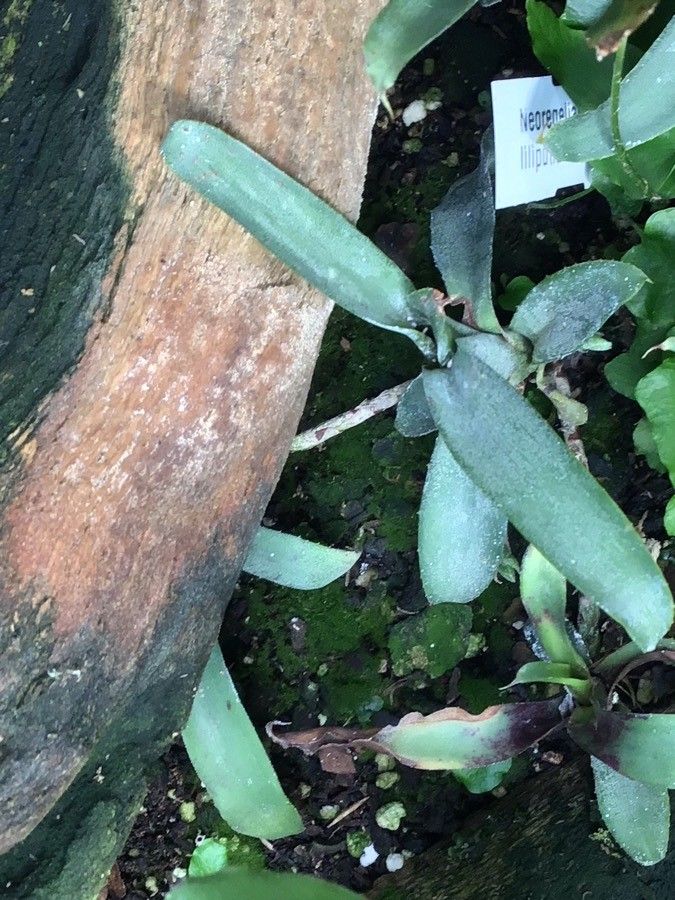 Neoregelia lilliputiana — houseplant care guide