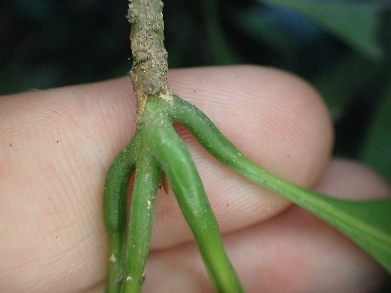Synsepalum seretii leaf