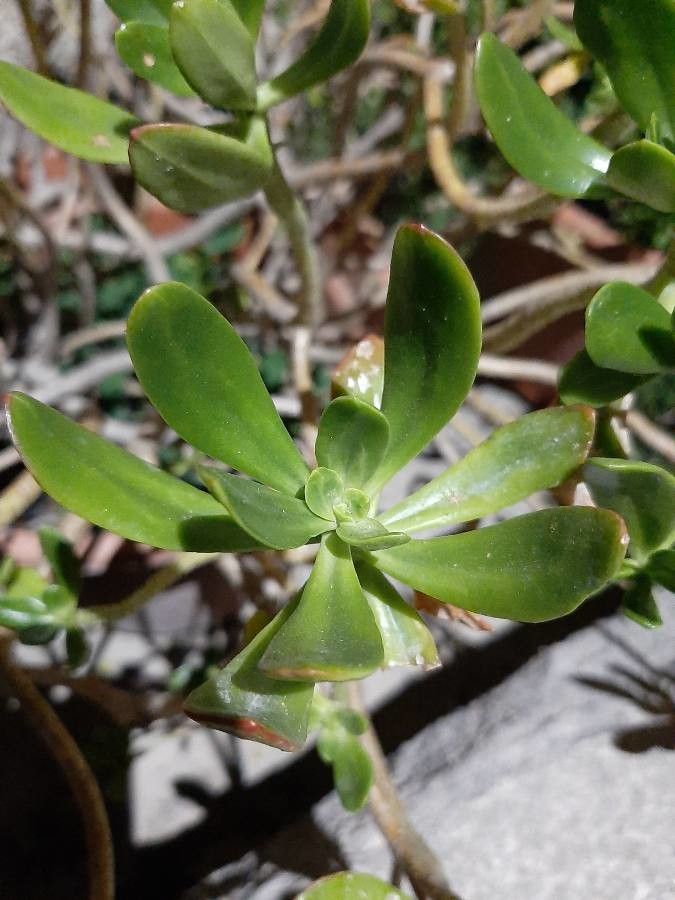 Sedum dendroideum leaf