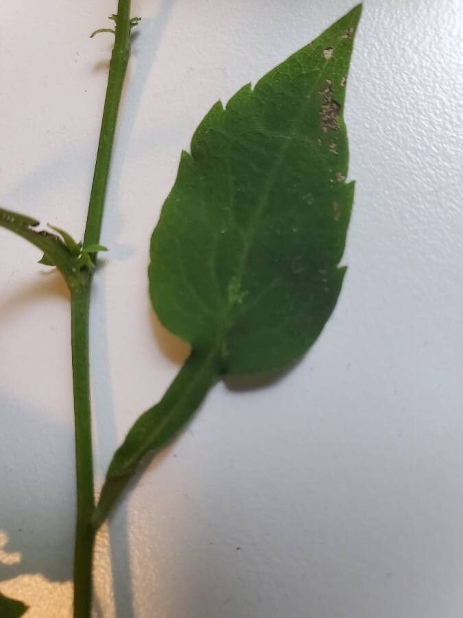 Symphyotrichum lowrieanum — search result for 'Symphyotrichum'