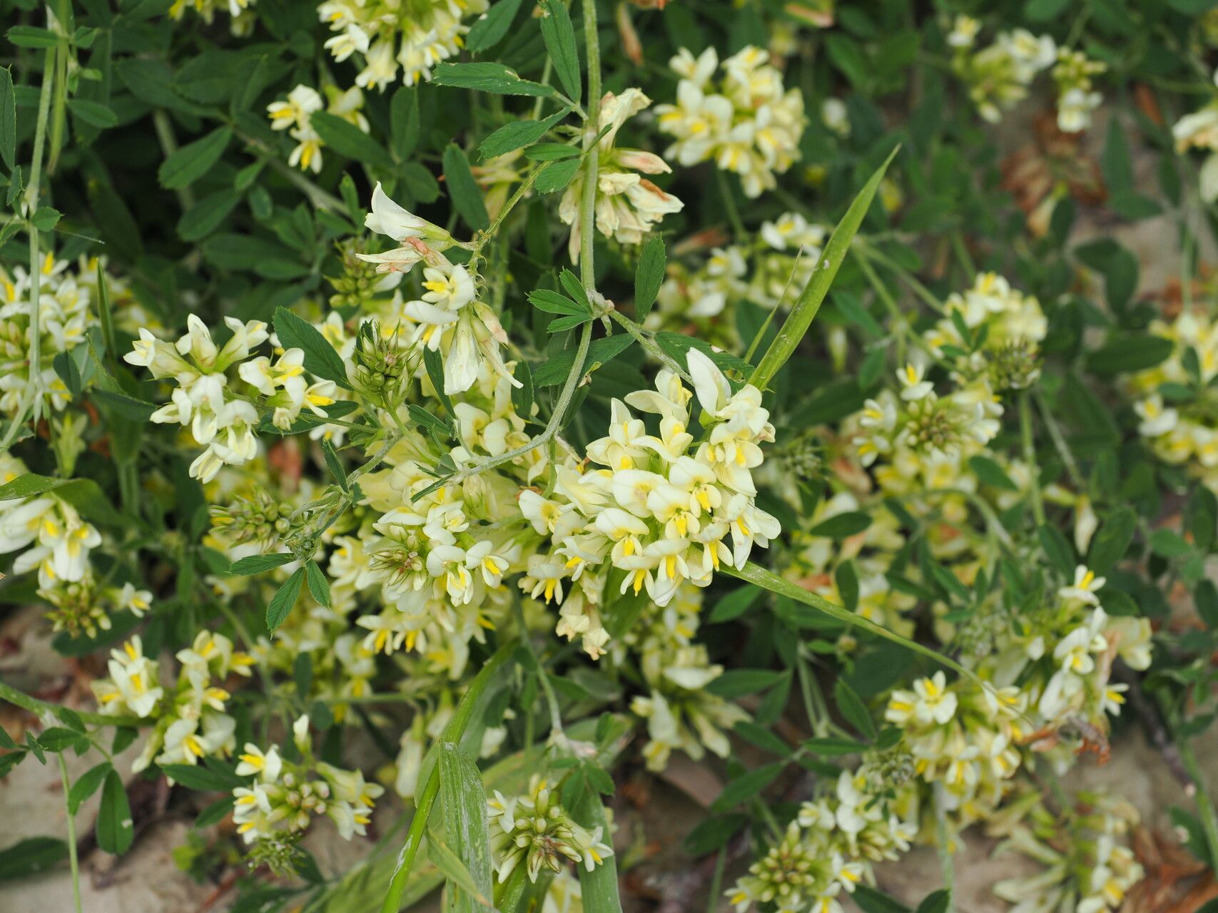Medicago glomerata habit