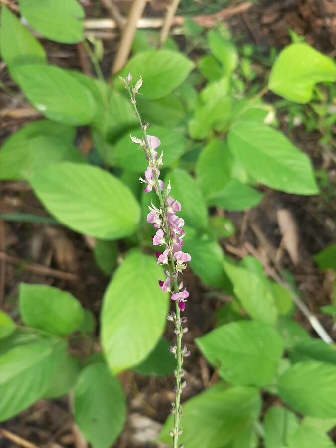 Desmodium gangeticum flower