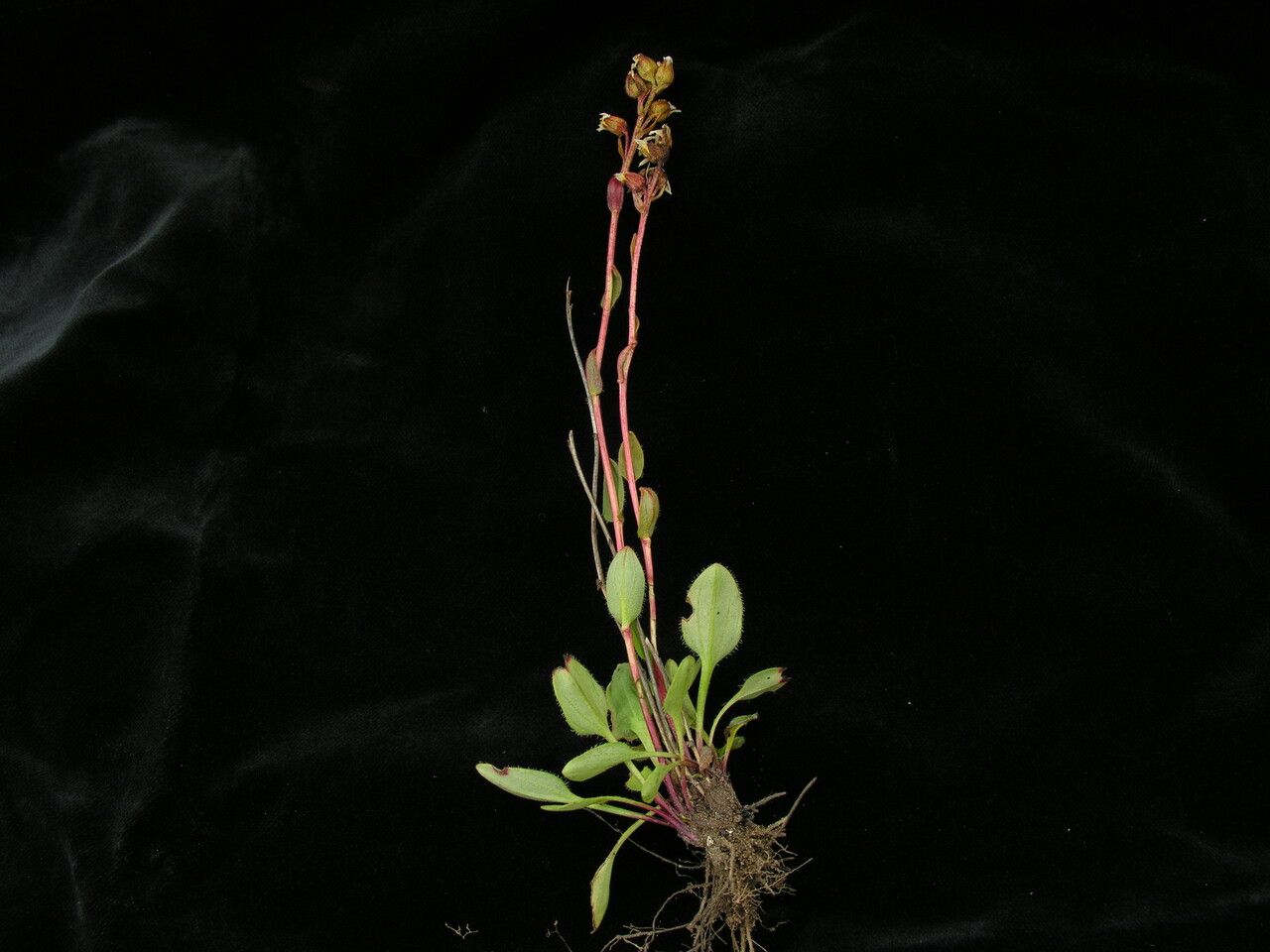Saxifraga nigroglandulifera habit