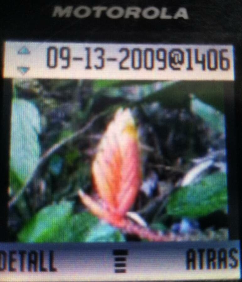 Heliconia episcopalis leaf