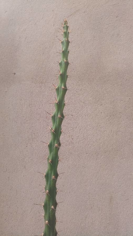 Harrisia adscendens — related species from the same genus