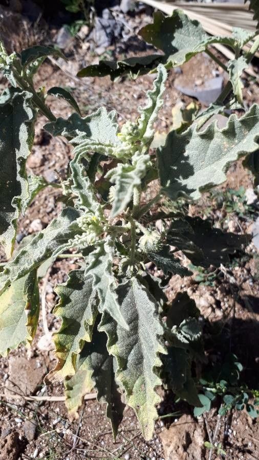 Chrozophora oblongifolia — related species from the same genus