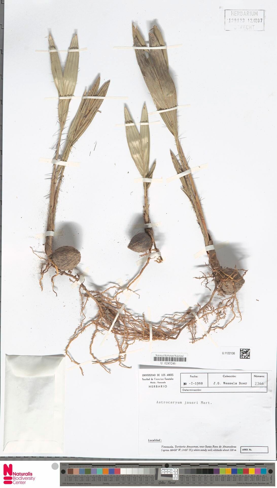 Astrocaryum jauari fruit