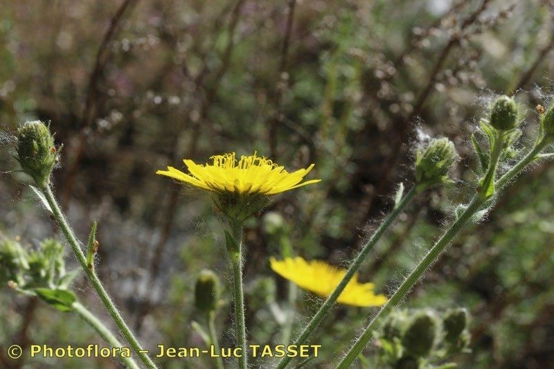 Hieracium hecatadenum flower