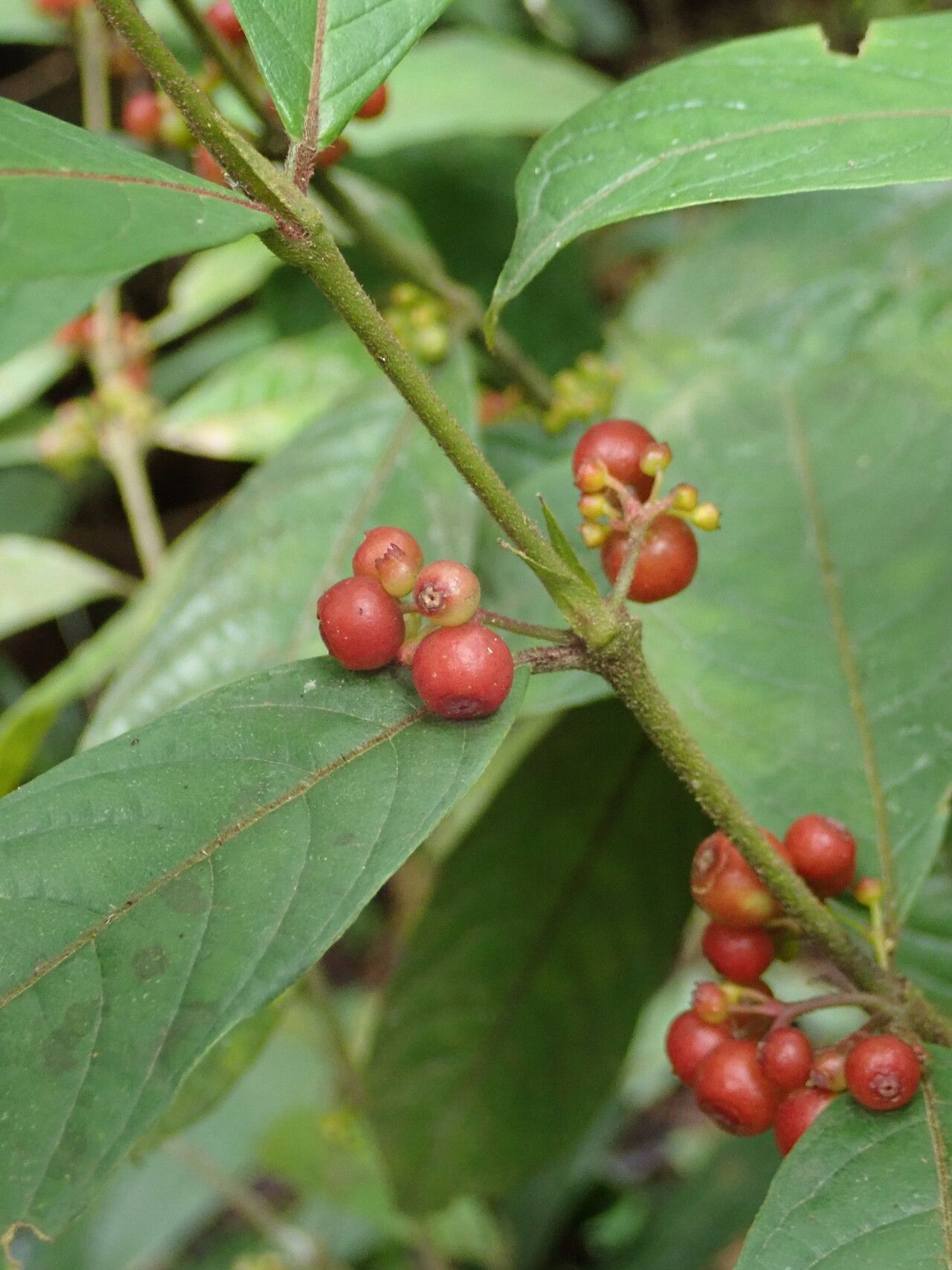 Pauridiantha multiflora fruit