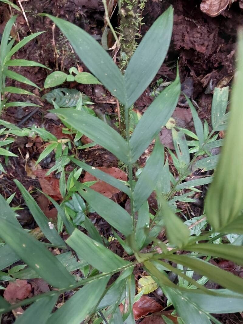 Dypsis catatiana — houseplant care guide