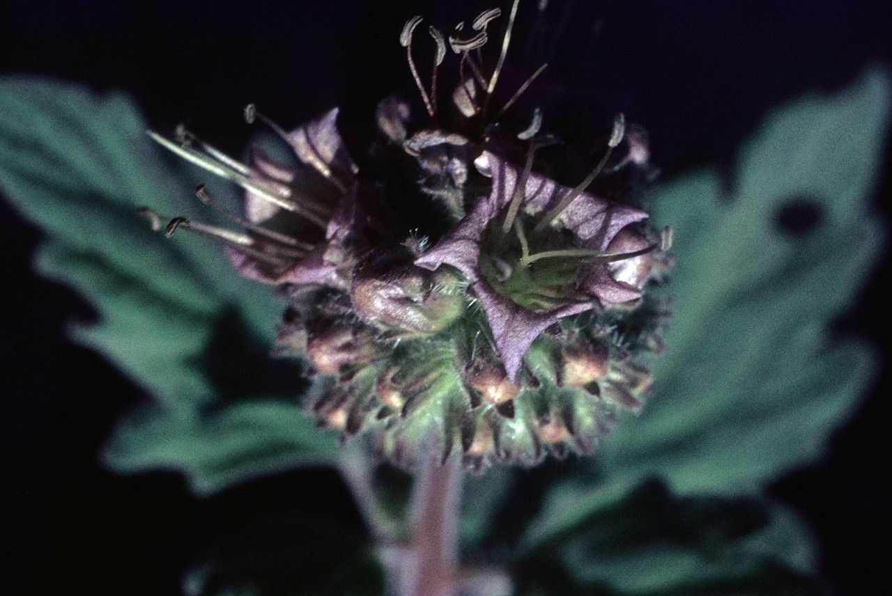 Phacelia hydrophylloides flower