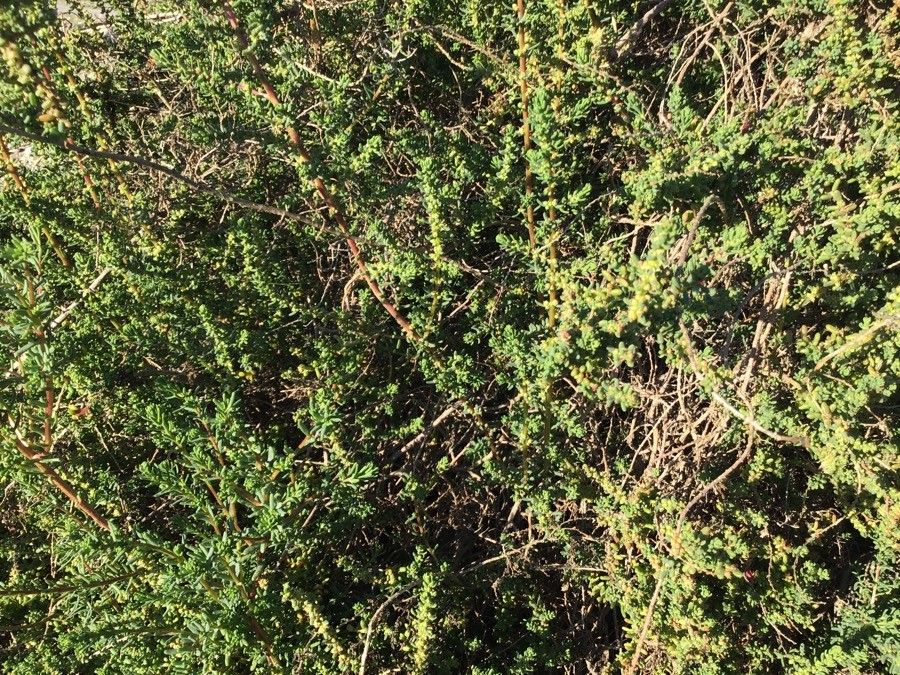 Rhodanthe oppositifolia leaf