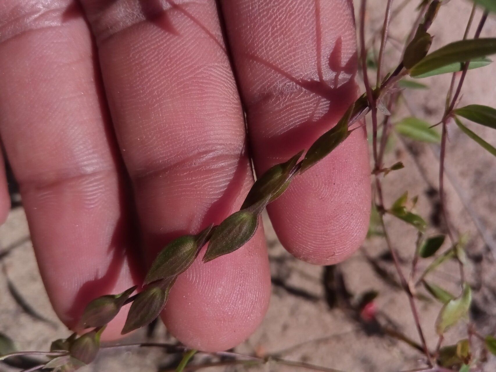 Zornia puberula fruit