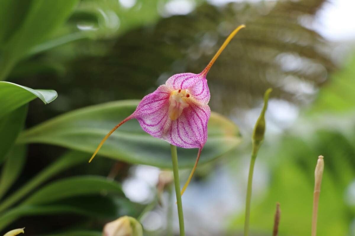 Masdevallia dorisiae — search result for 'Masdevallia'