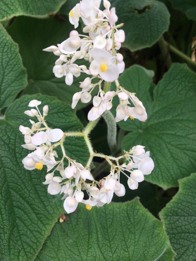 Begonia neocomensium flower