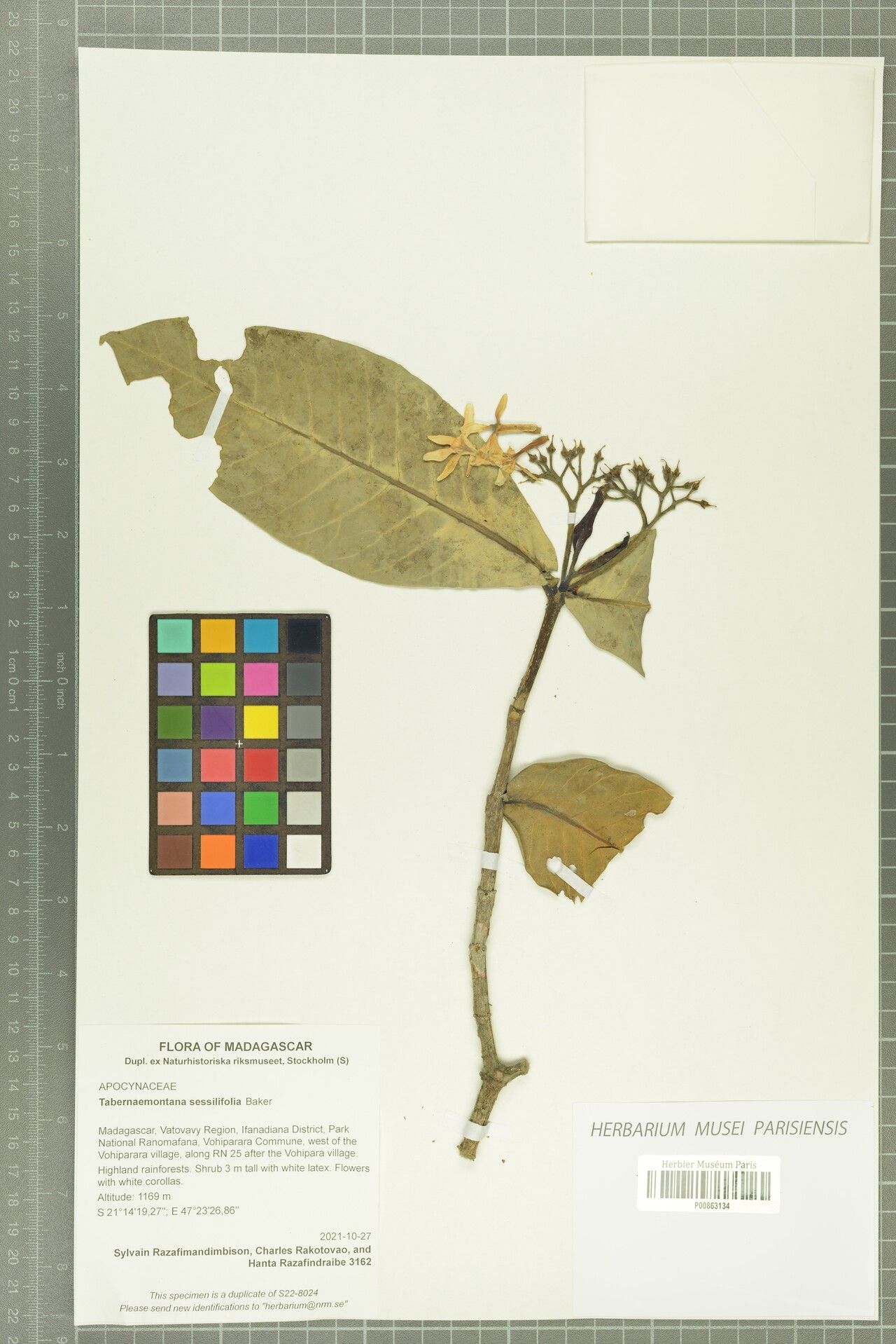 Tabernaemontana sessilifolia — search result for 'Tabernaemontana'