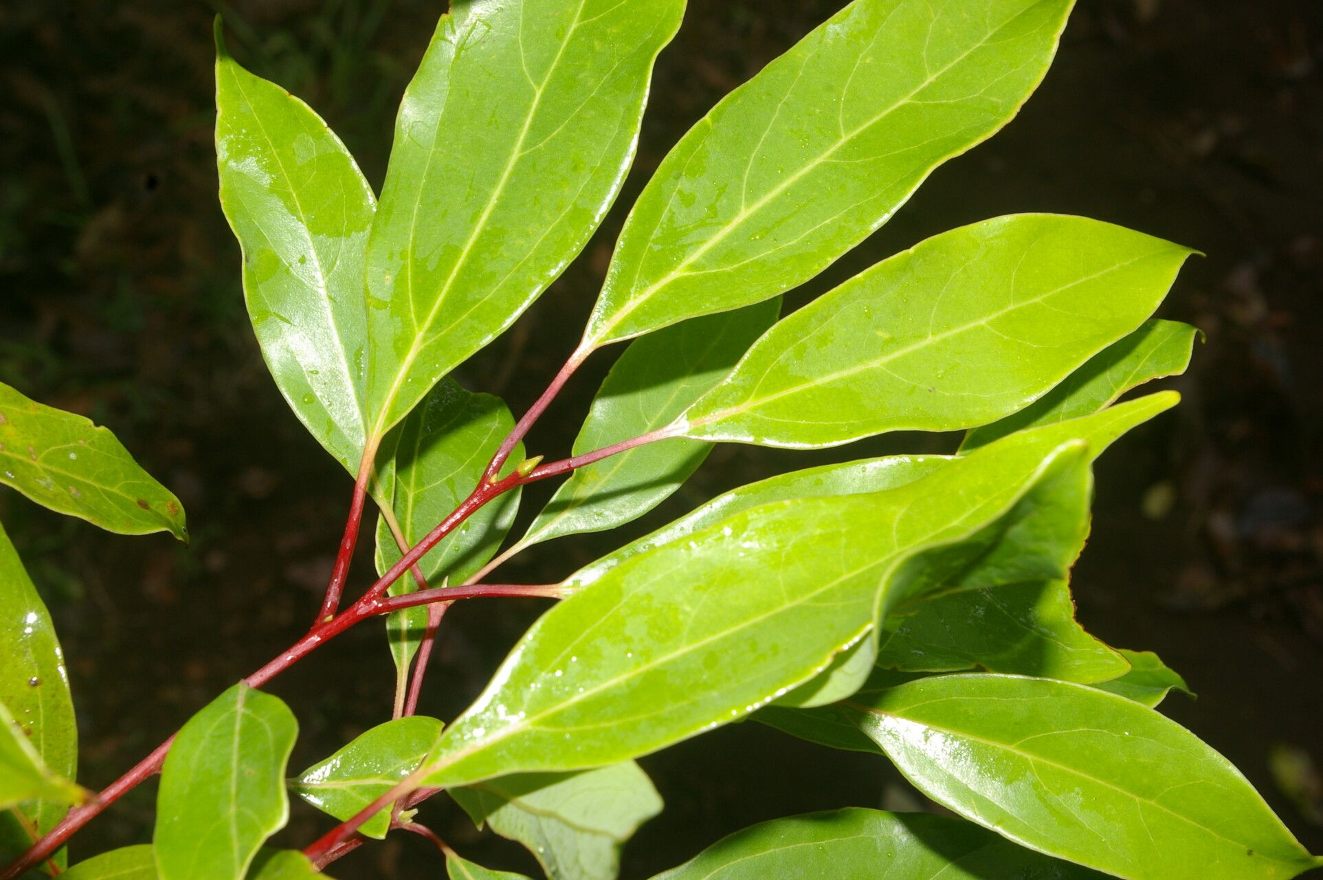 Cinnamomum brenesii leaf