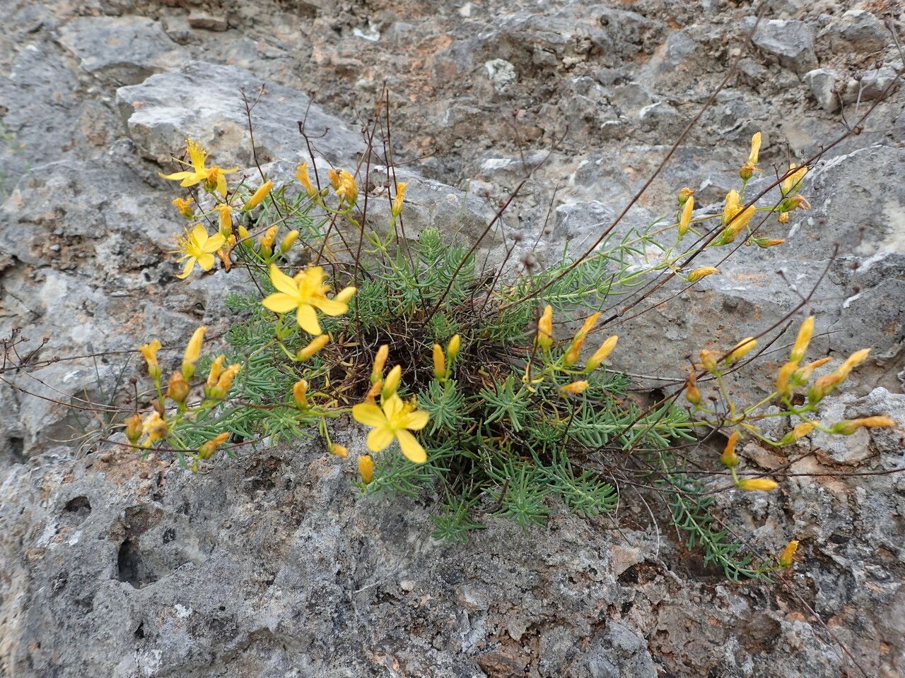 Hypericum coris habit
