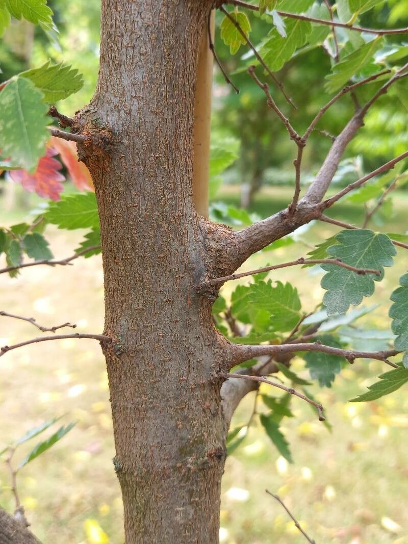 Zelkova sicula bark