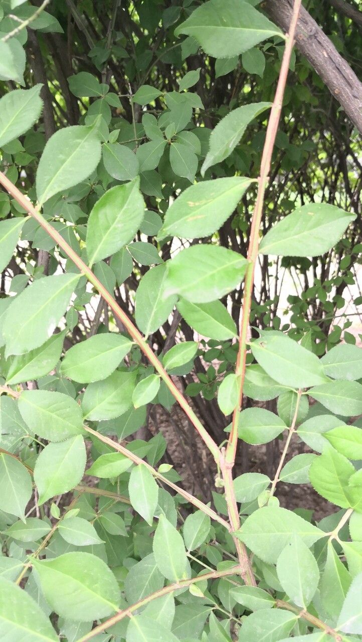 Euonymus occidentalis — search result for 'Euonymus'