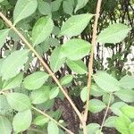 Euonymus occidentalis