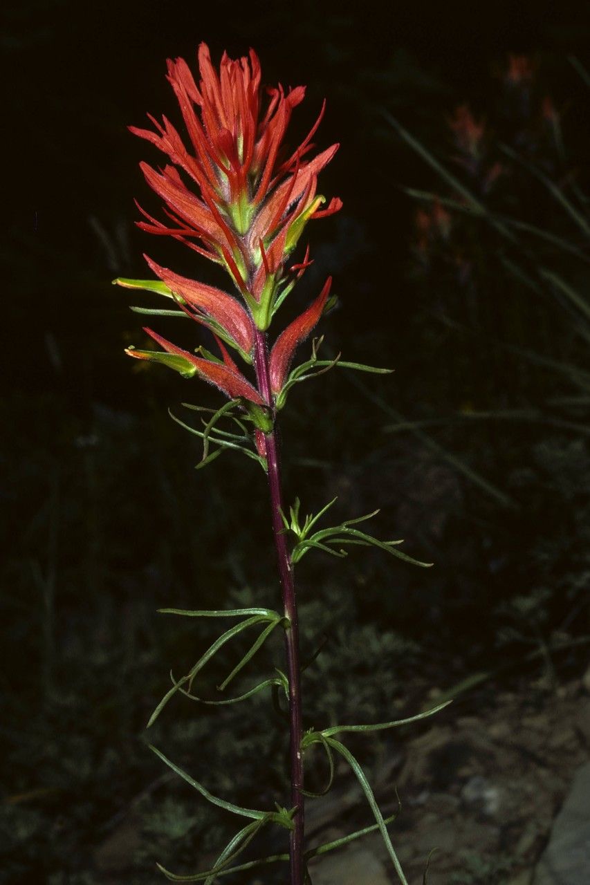 Castilleja crista-galli flower