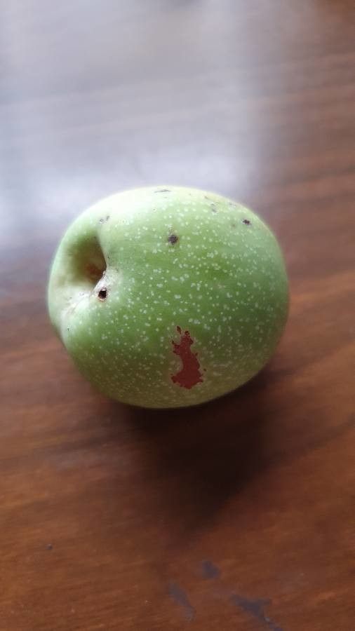 Passiflora adenopoda fruit