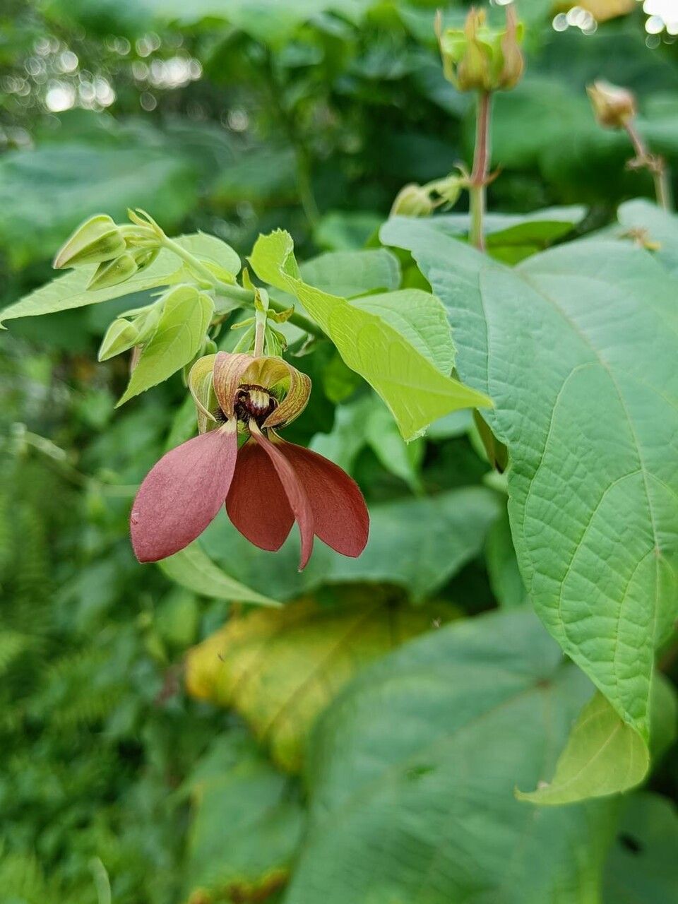 Abroma augusta flower