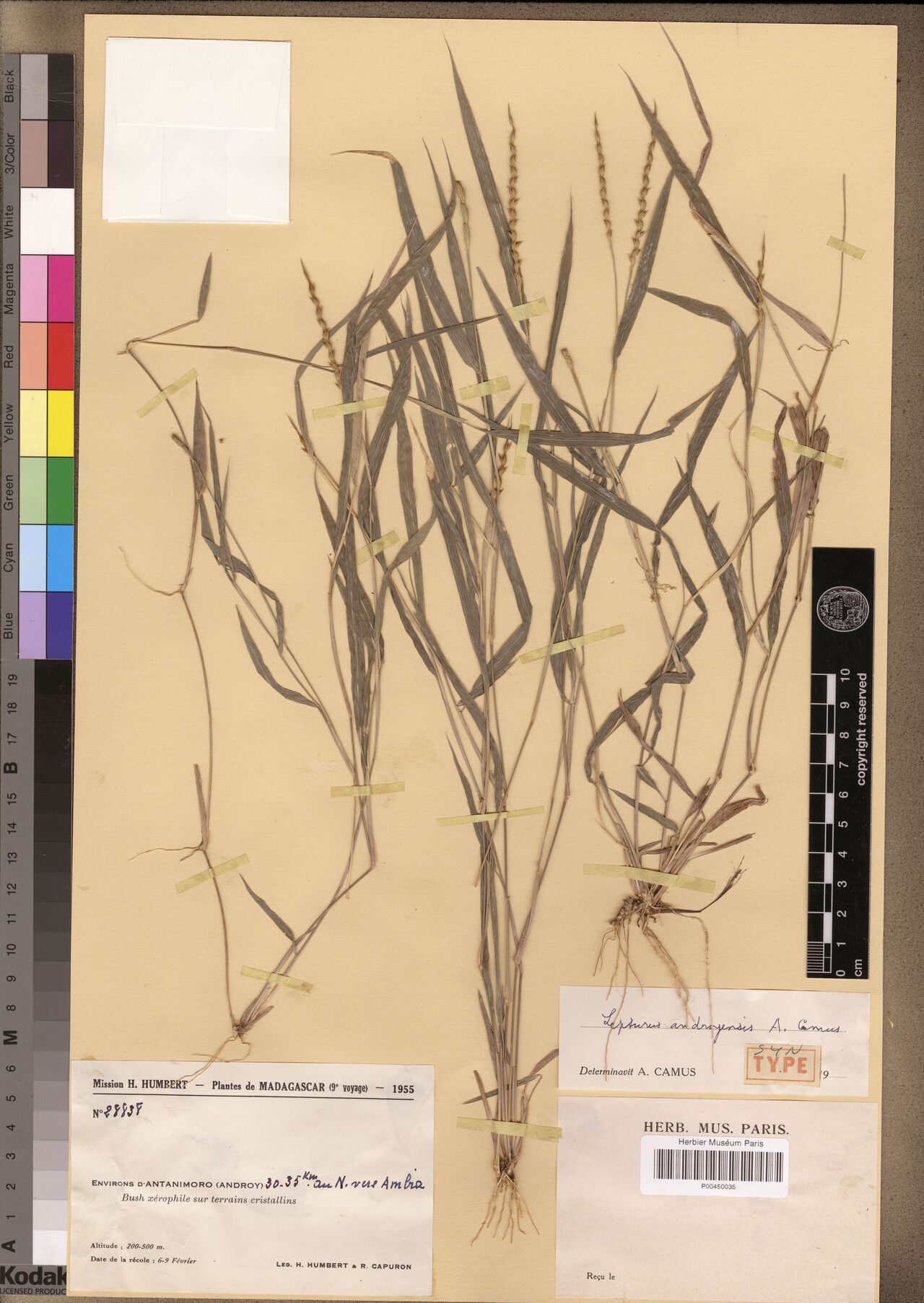 Lepturus androyensis — related species from the same genus