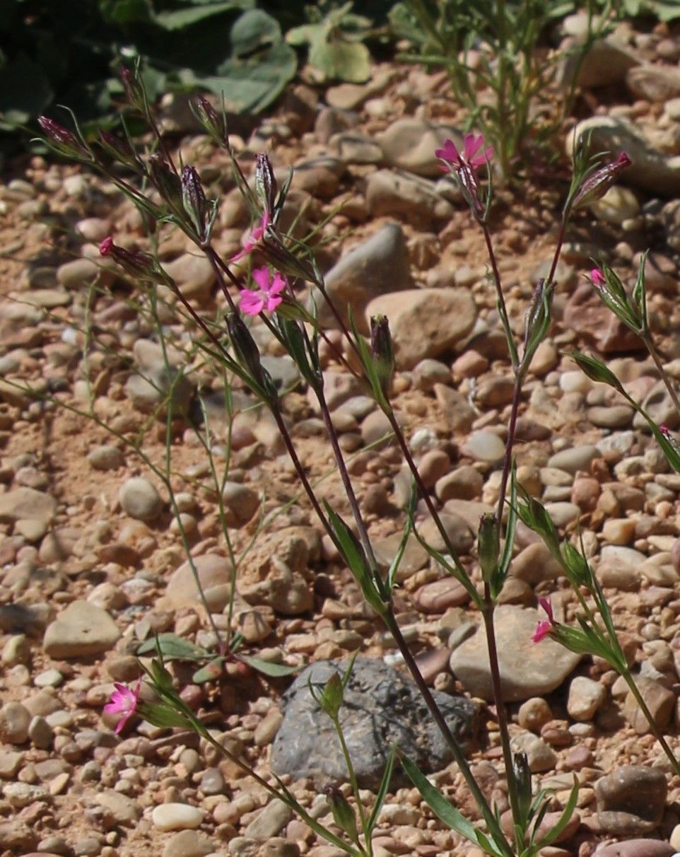 Silene muscipula other