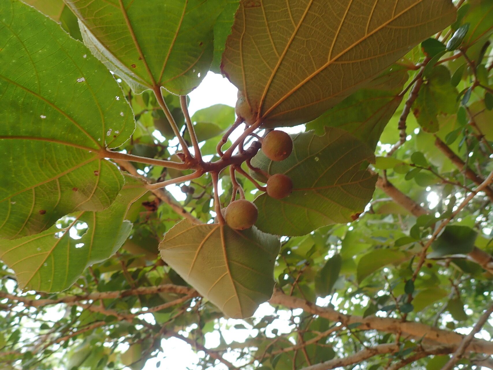 Grewia cyclea fruit