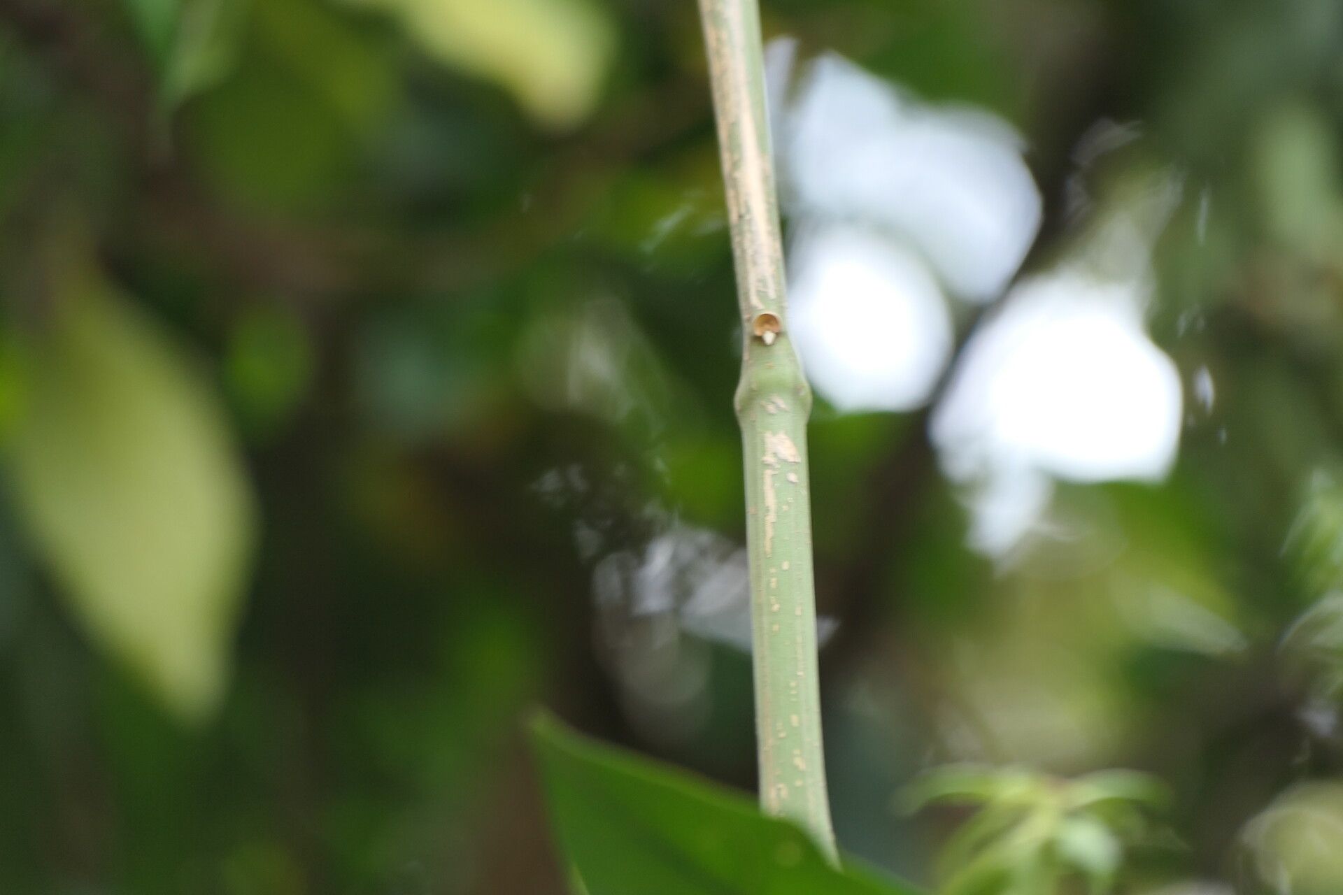 Justicia adhatodoides bark