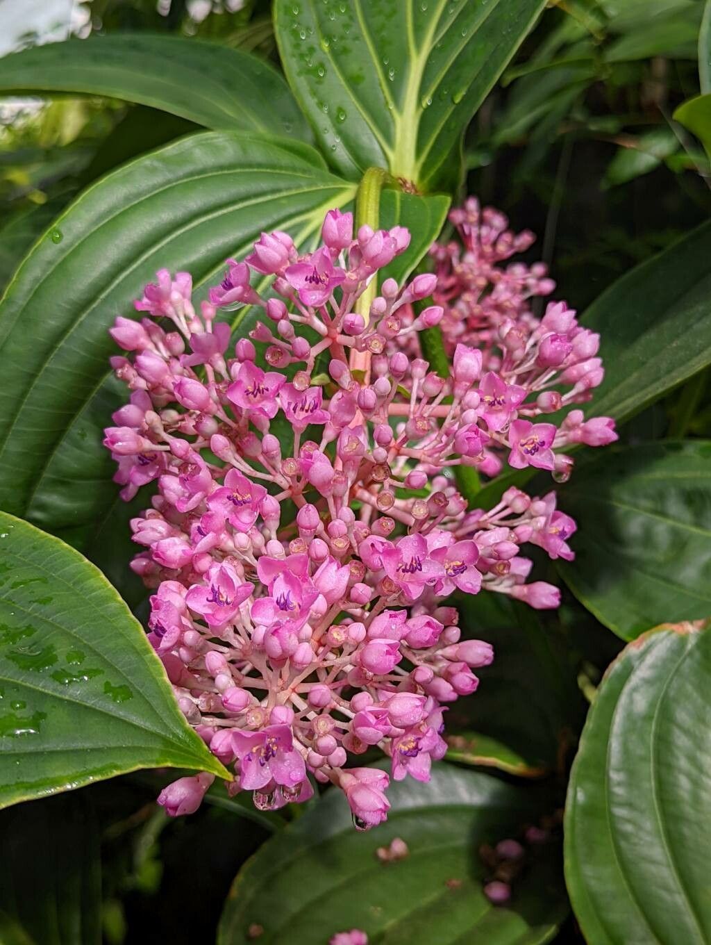 Medinilla speciosa flower