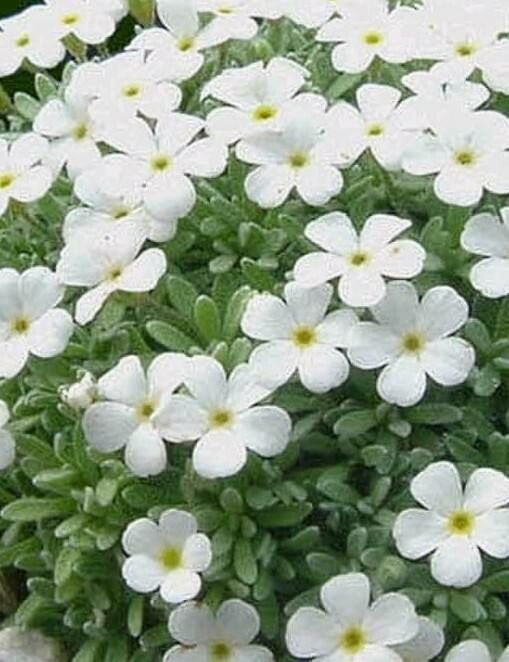 Androsace vandellii flower