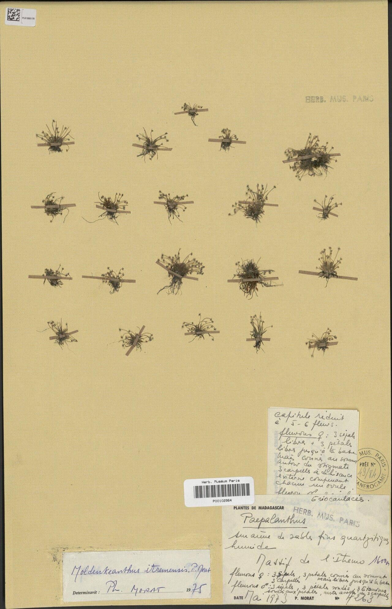 Paepalanthus itremensis — houseplant care guide