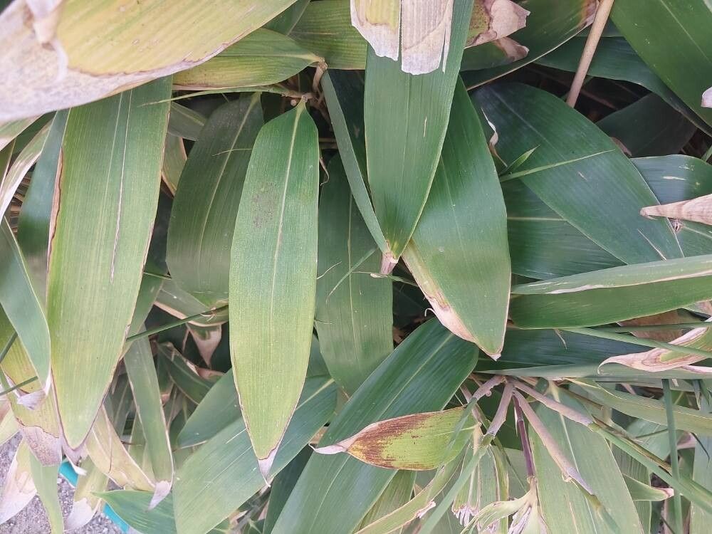 Sasa sinica — search result for 'Sasa'