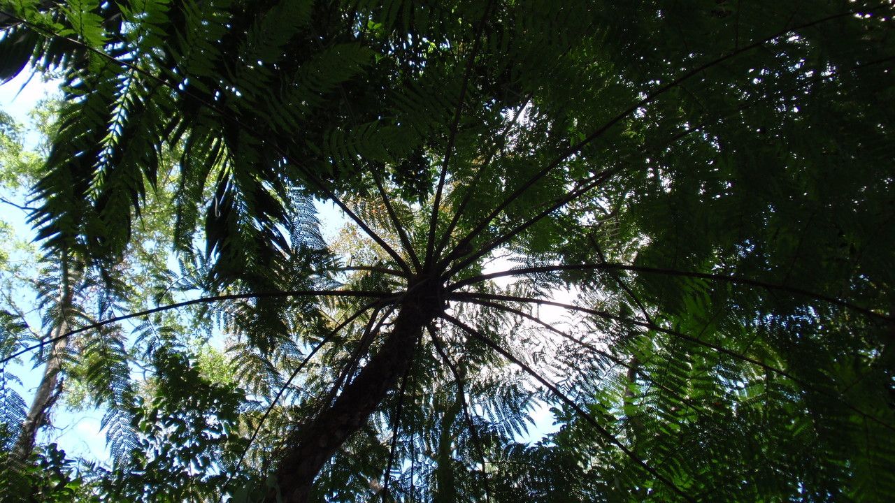 Cyathea cooperi — search result for 'Sphaeropteris'