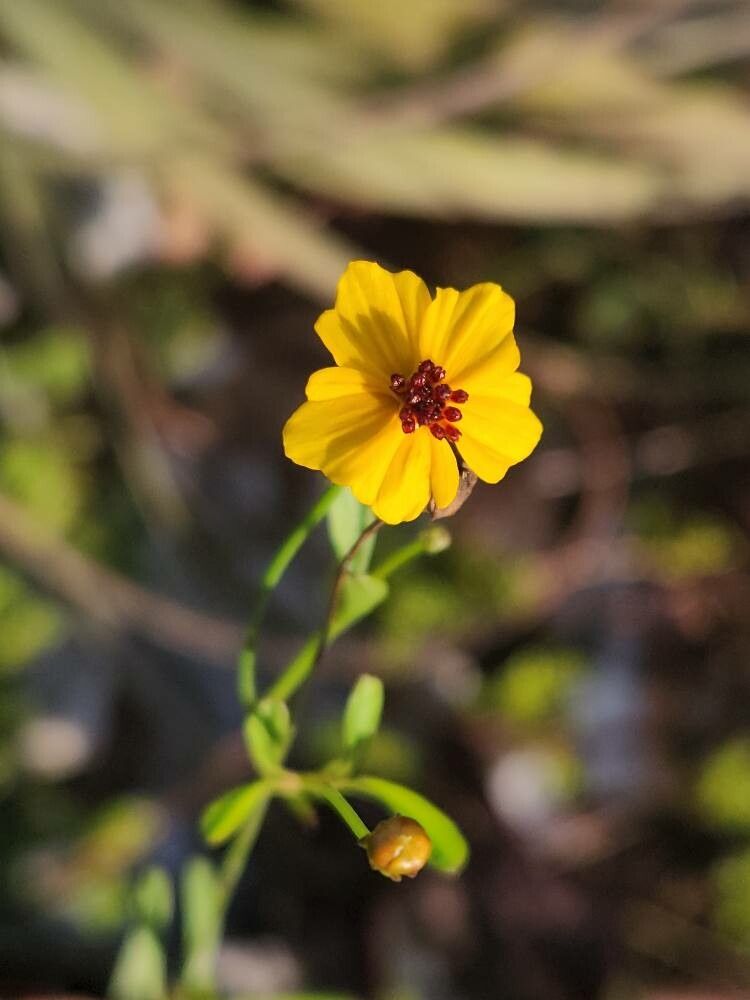 Coreopsis leavenworthii flower