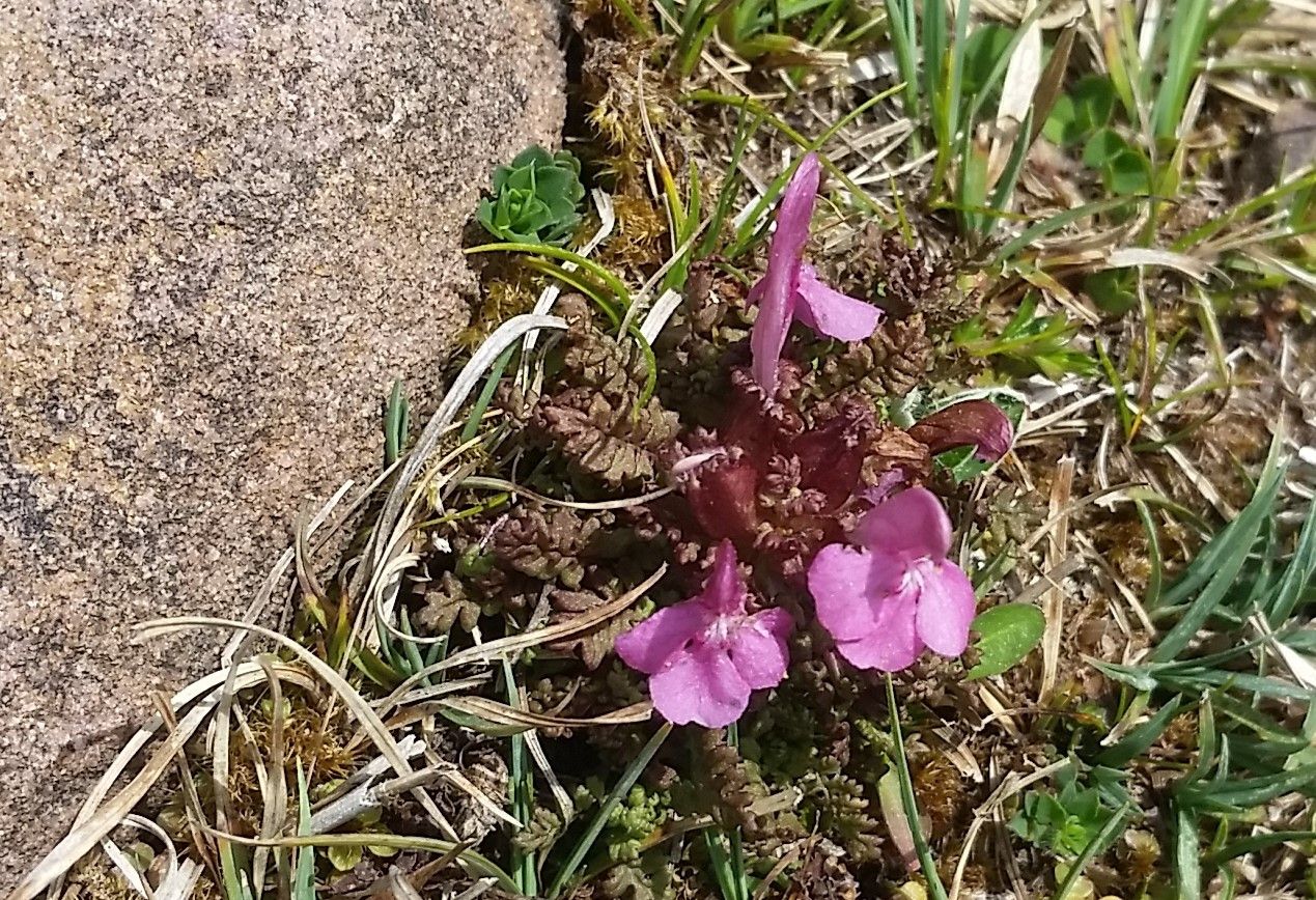 Pedicularis pyrenaica flower