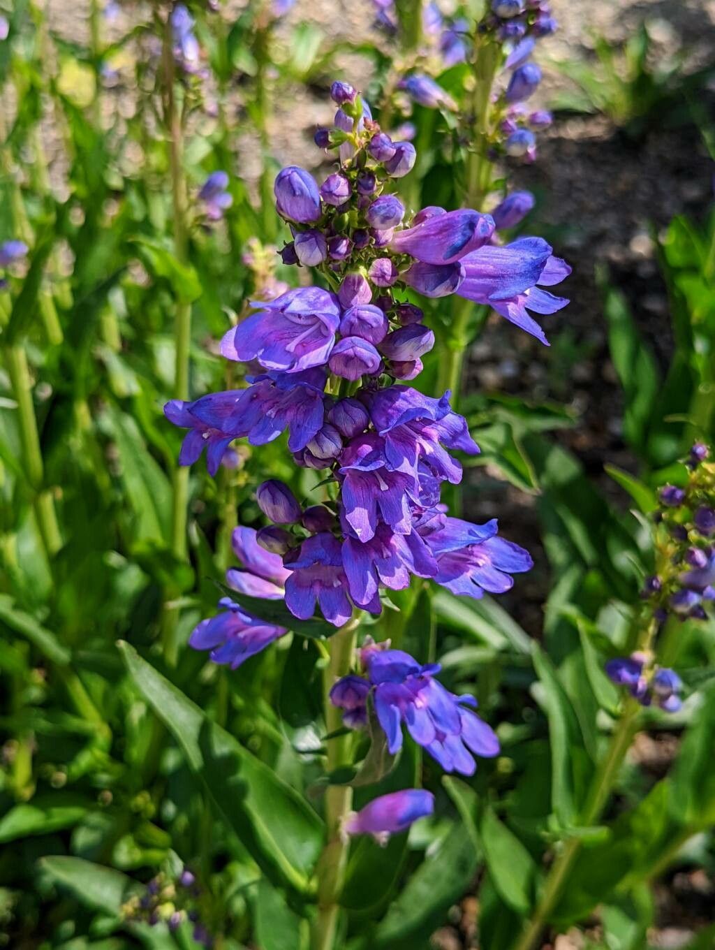 Penstemon strictus flower