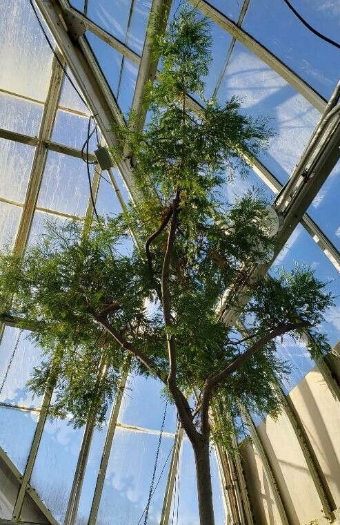 Dacrydium elatum habit