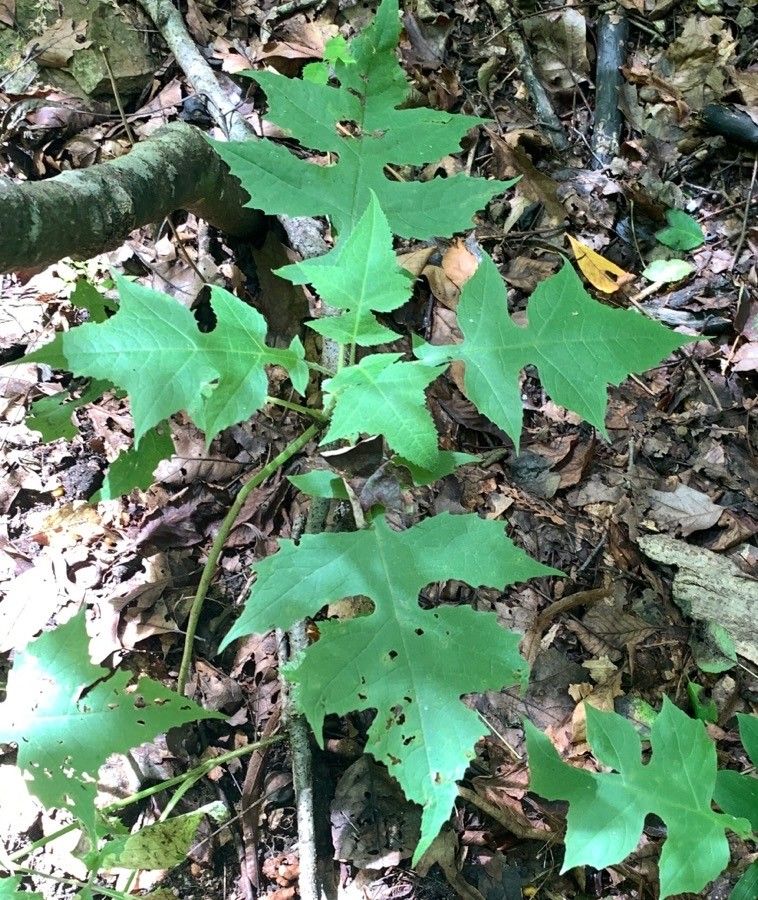 Polymnia canadensis — maintenance medium houseplant