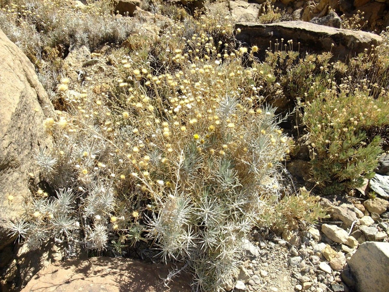 Carlina xeranthemoides habit